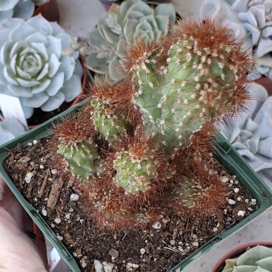 Cereus jamacaru monstrous